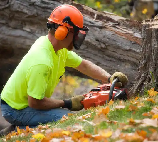 tree services Bosque Farms